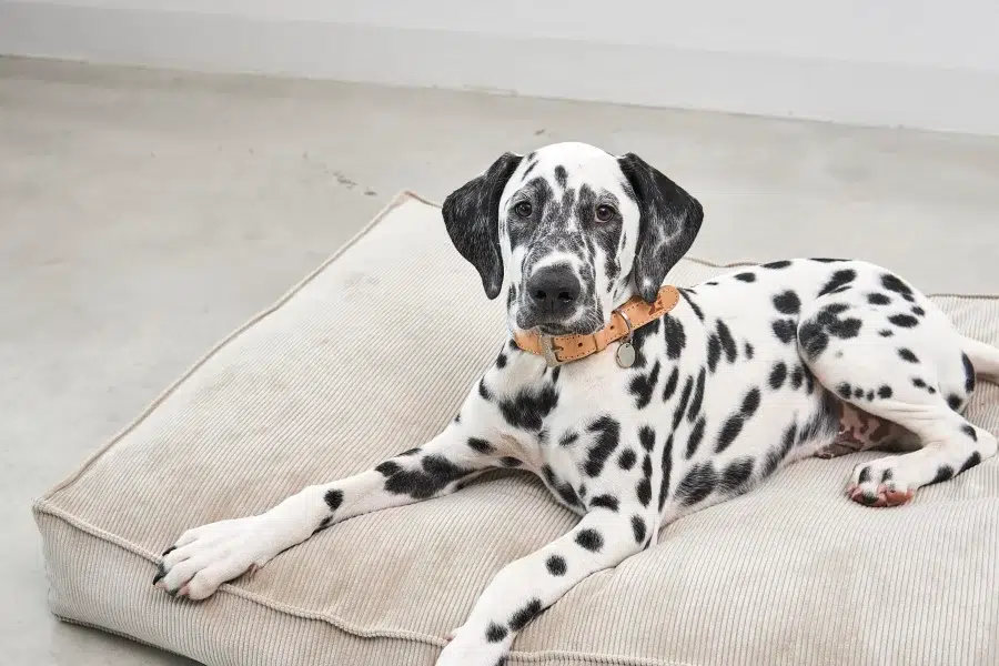 Housse de coussin pour chien- CORDO