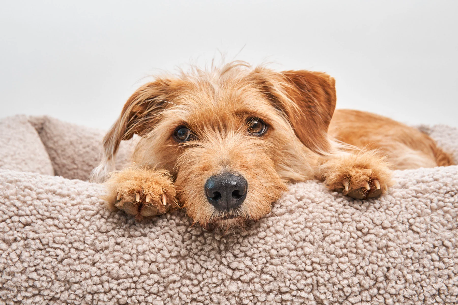 Housse de lit pour chien - SENSO