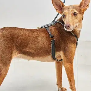 Harnais design en cuir végétal - VERONA