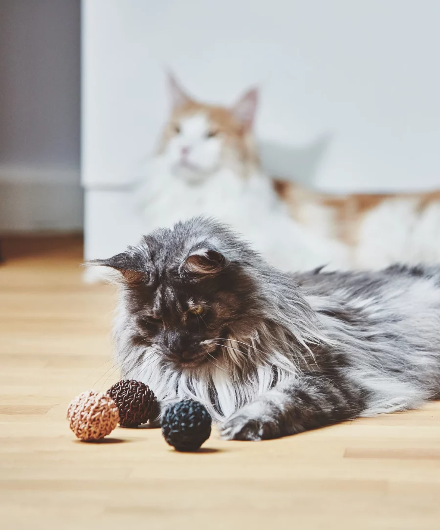 Balle De Jeu Pour Chat – FILO
