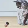 Balle De Jeu Pour Chat – FILO