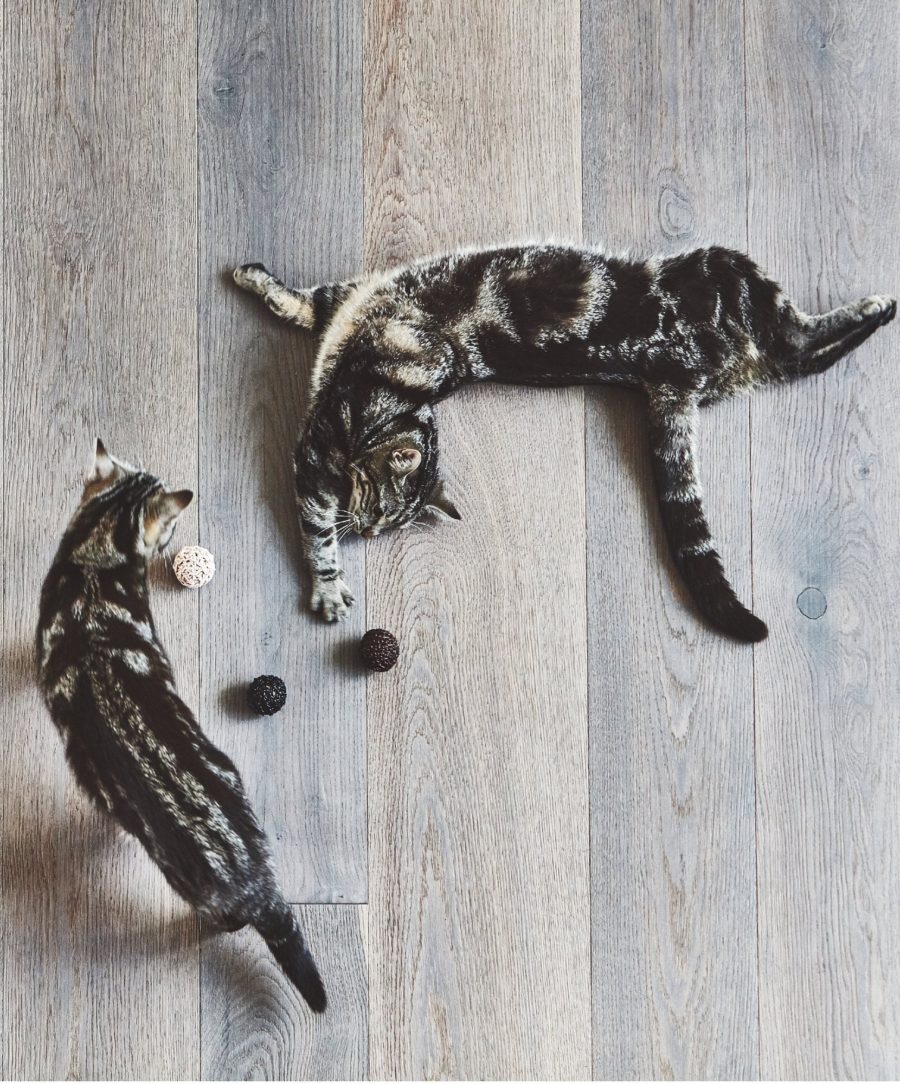 Balle De Jeu Pour Chat – FILO