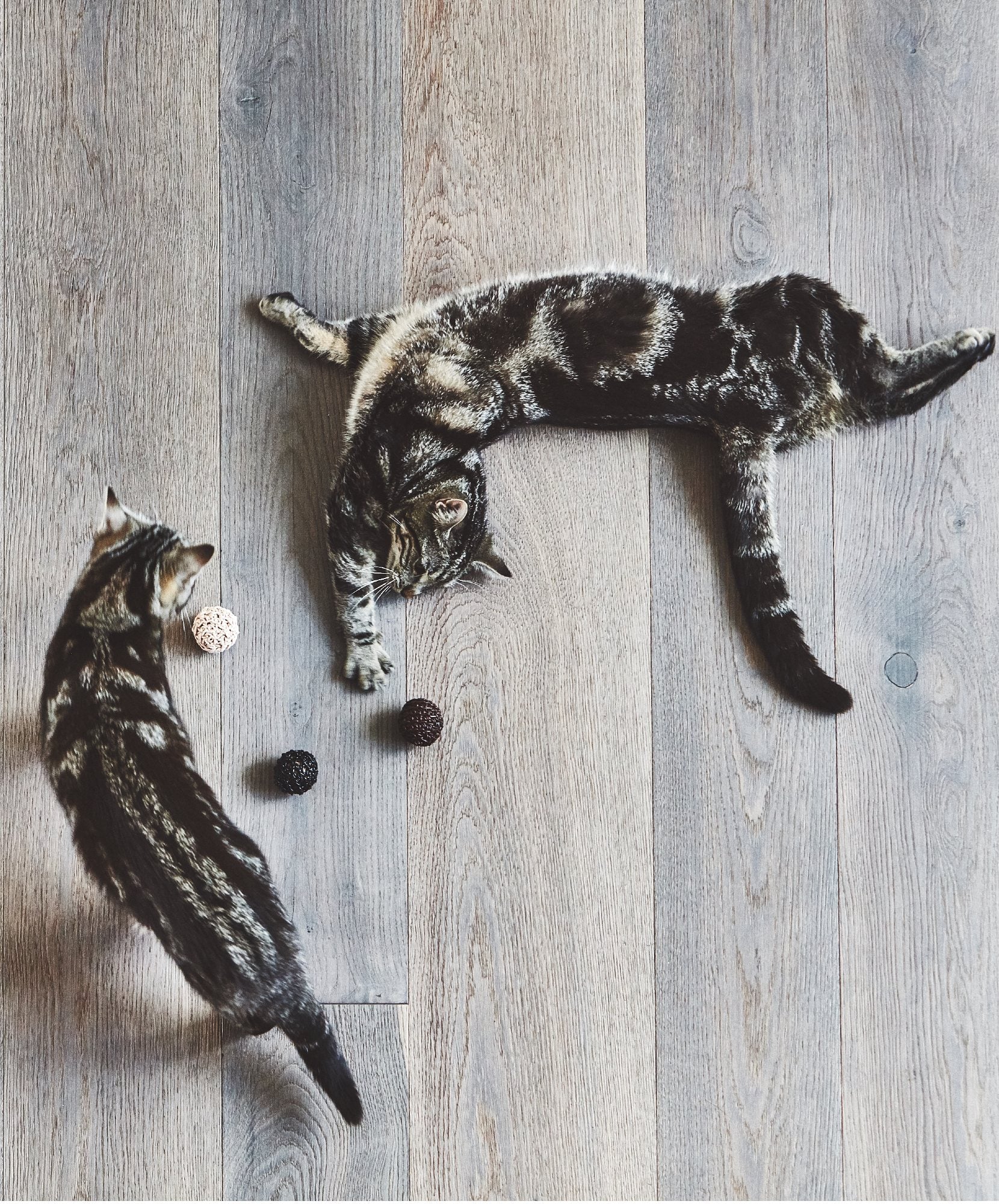 Balle De Jeu Pour Chat – FILO Balle De Jeu Pour Chat – FILO