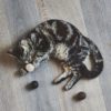 Balle De Jeu Pour Chat – FILO