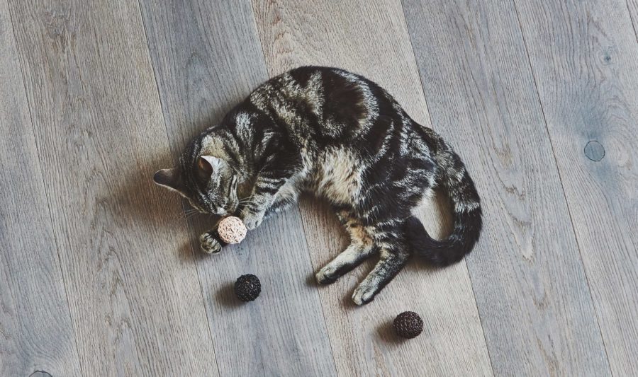 Balle De Jeu Pour Chat – FILO