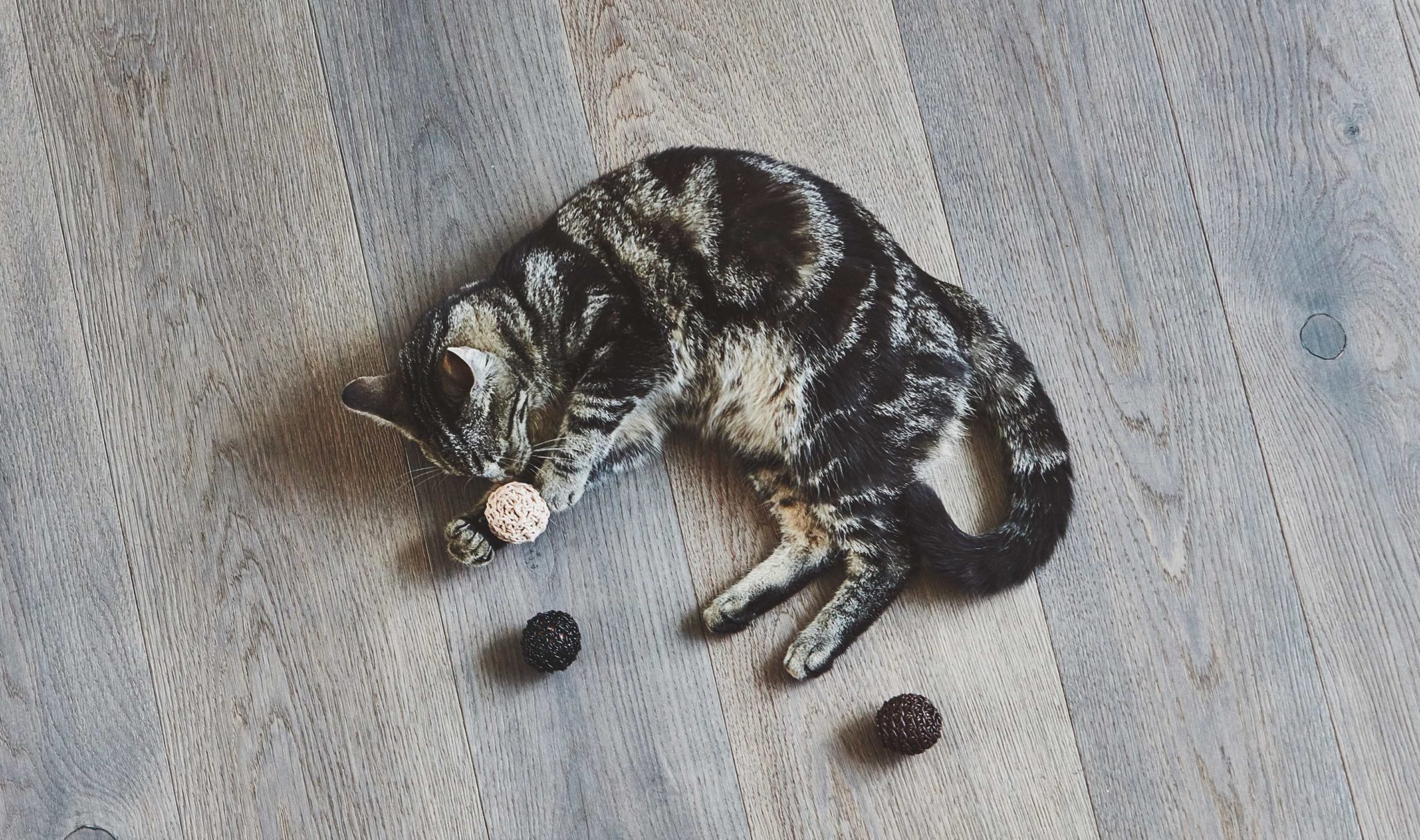 Balle De Jeu Pour Chat – FILO-507e-471b-be75-3981cb084cbc Balle De Jeu Pour Chat – FILO