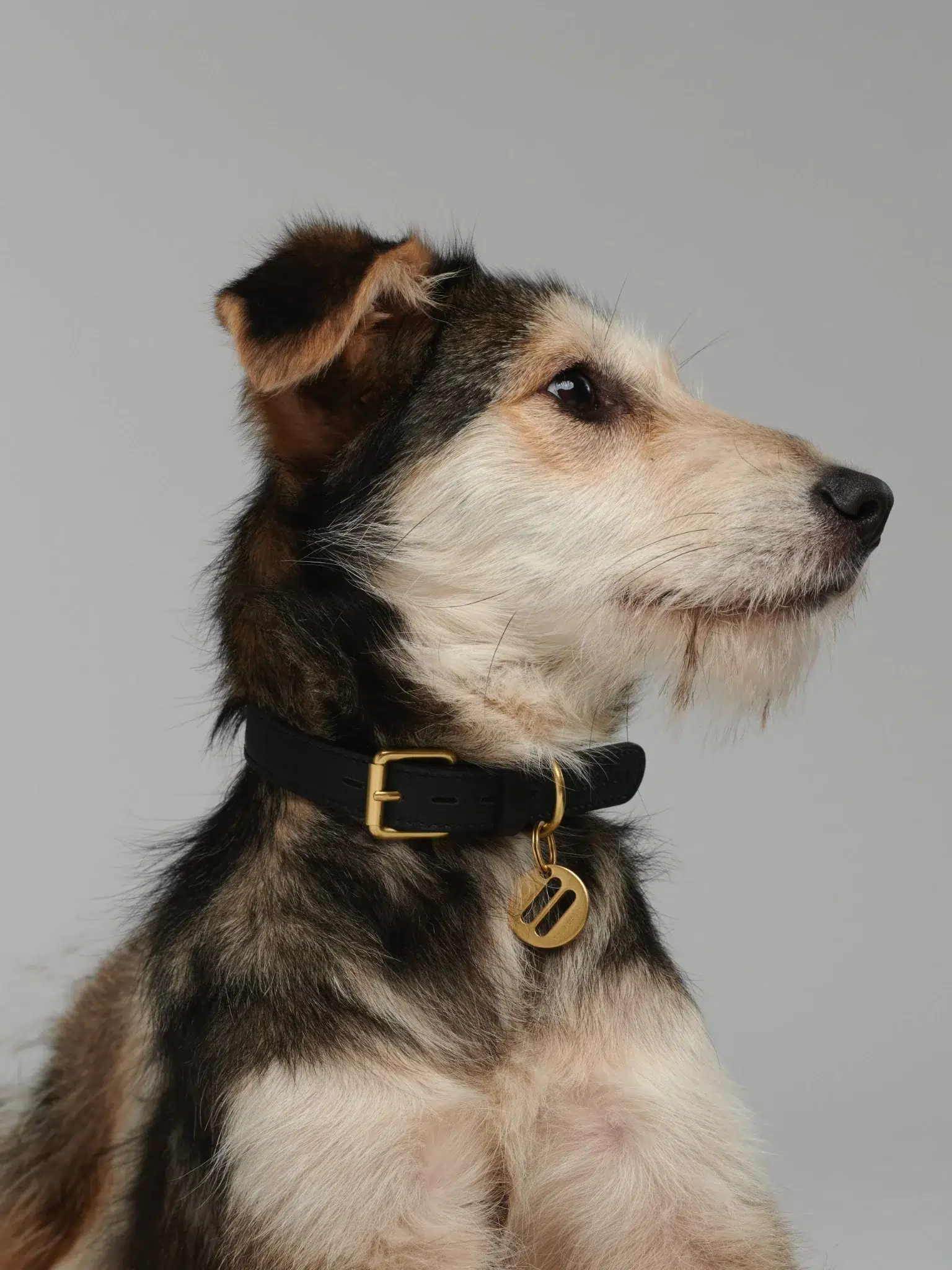 Collier pour chien - MELA