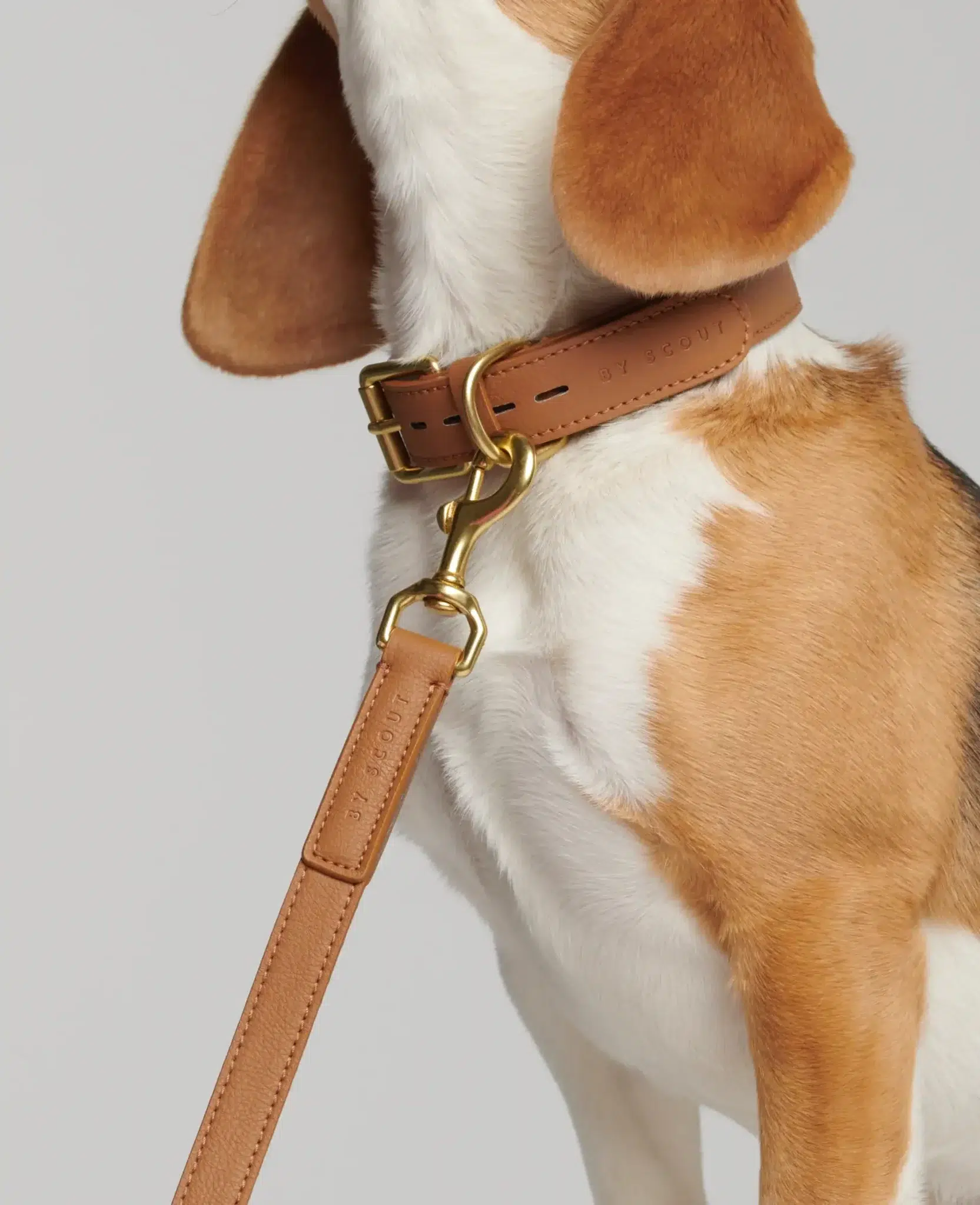 Collier pour chien - MELA