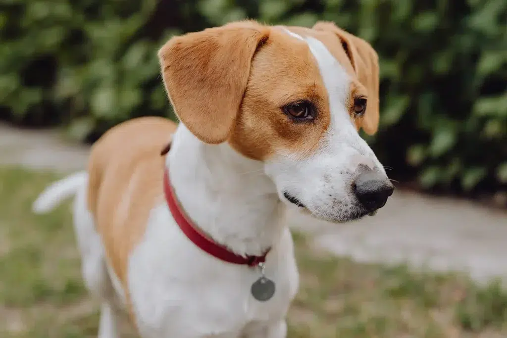 Collier pour chien Collier pour chien -MONACO