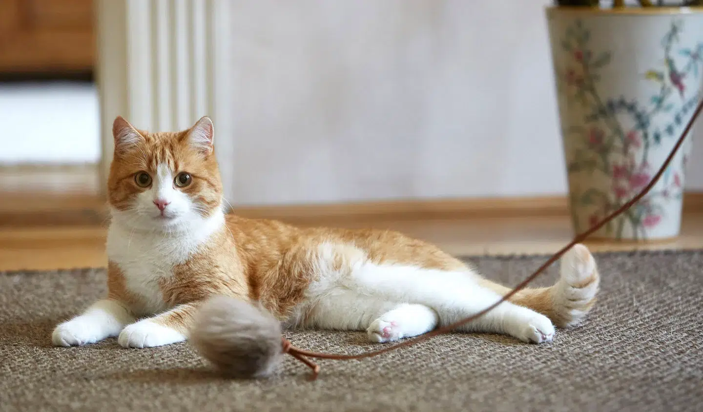 Jouet pompon design - TOPO Jouet pompon design - TOPO