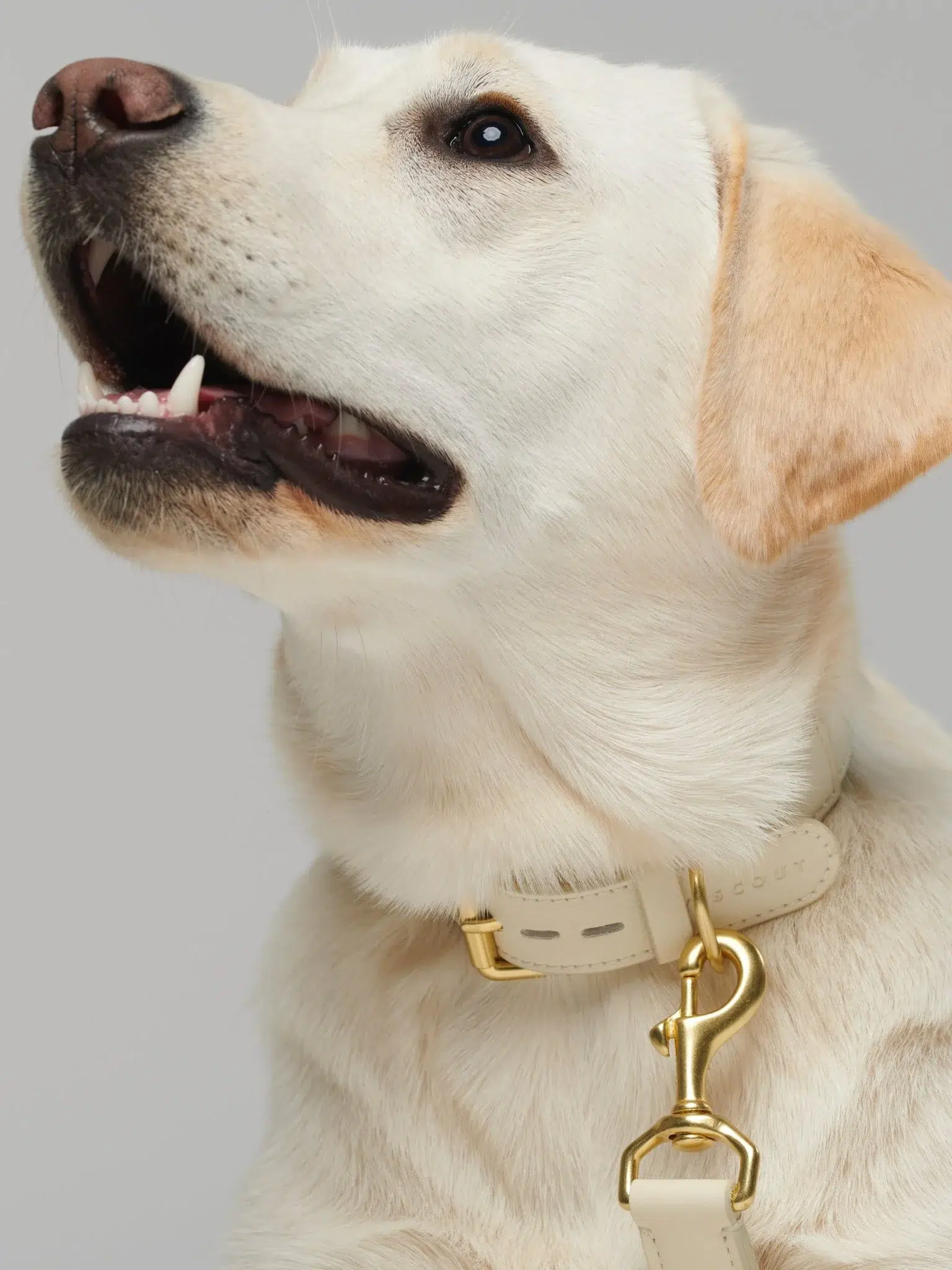 Collier pour chien - MELA