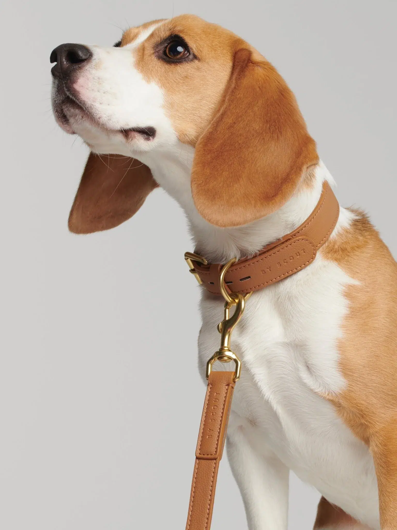 Laisse pour chien - MELA