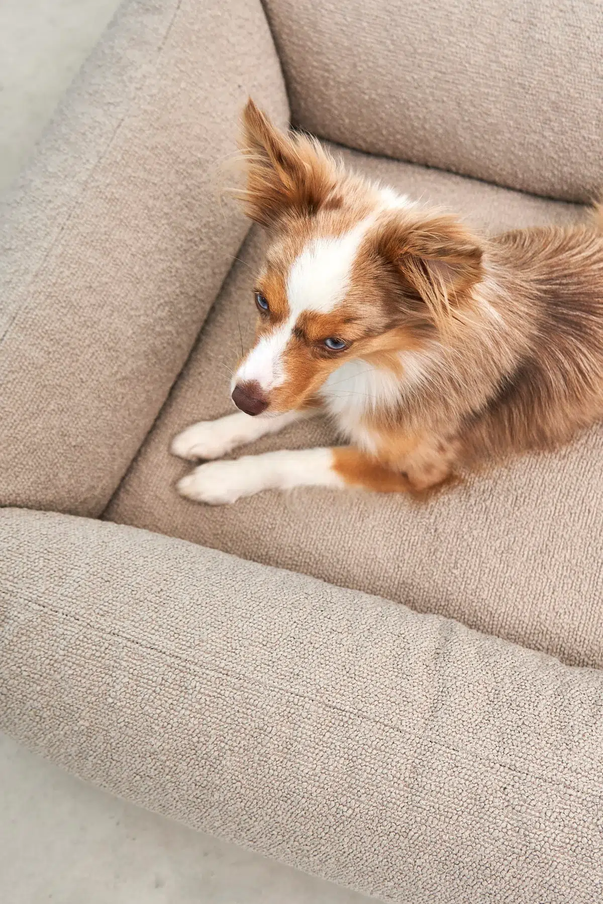 Housse de lit pour chien Housse de lit pour chien - MONDO