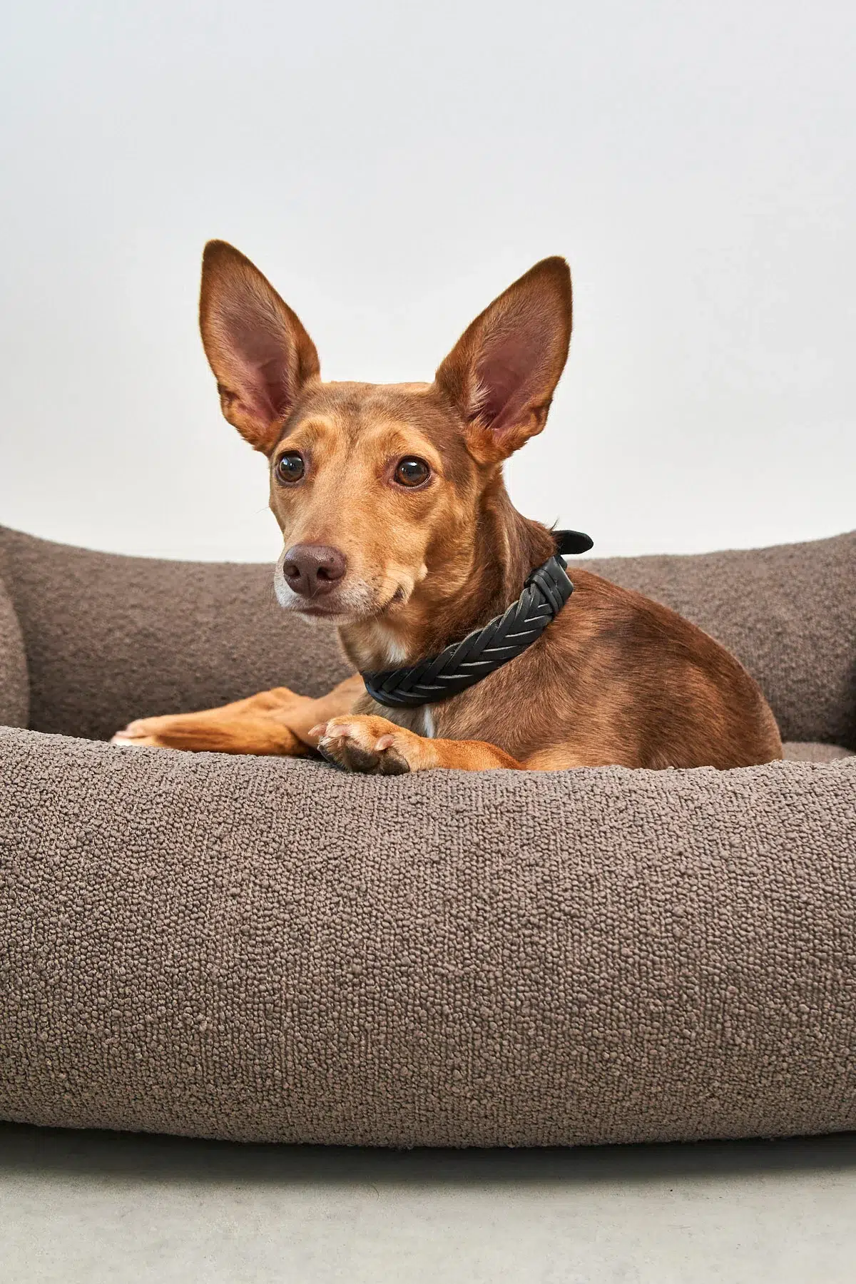 Housse de lit pour chien Housse de lit pour chien - MONDO