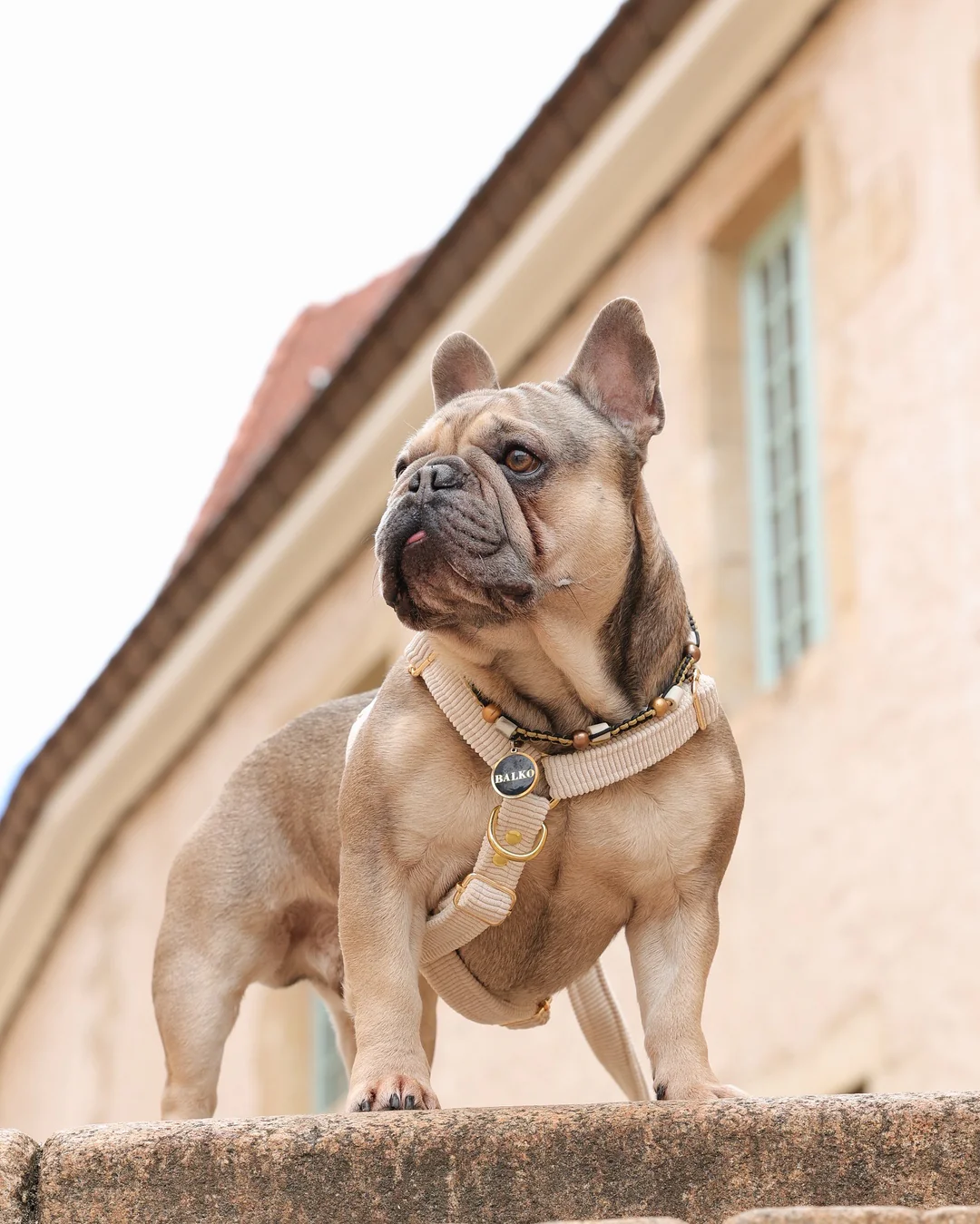 Harnais design en velours pour chien Harnais design en velours pour chien
