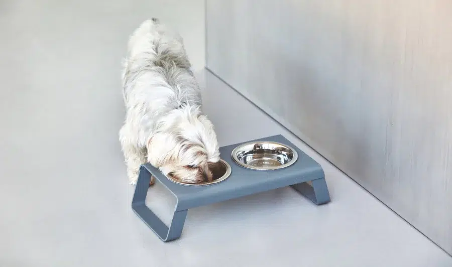 DESCO CHIEN MIACARA GAMELLE