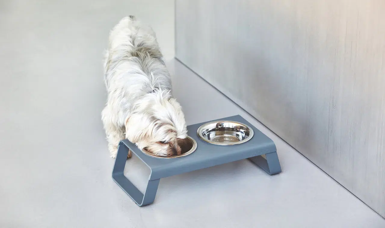 DESCO CHIEN MIACARA GAMELLE DESCO CHIEN MIACARA GAMELLE