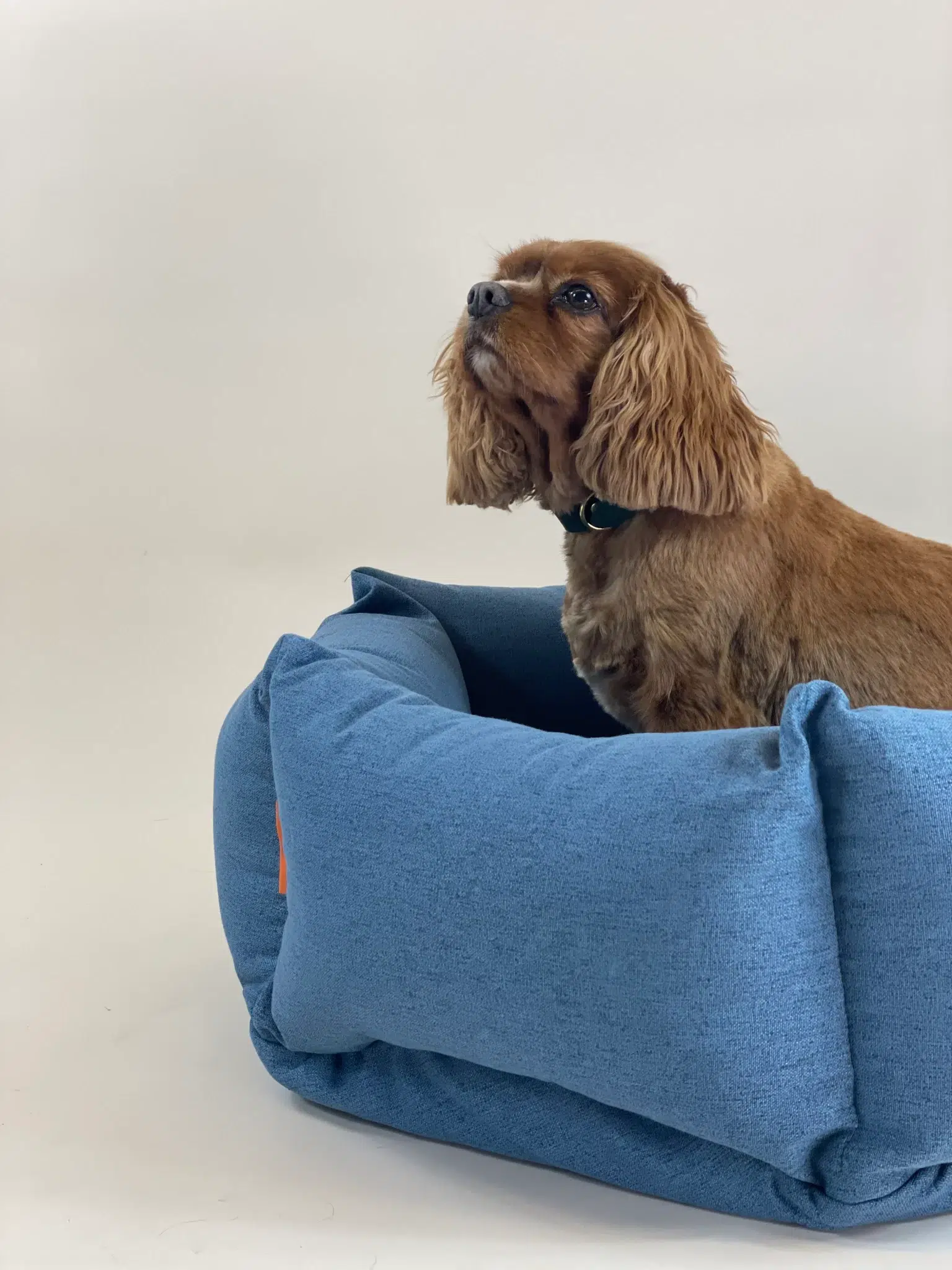 Panier design pour chien - THE NEST Panier design pour chien - THE NEST