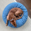 Pouf design pour chien - THE CLOUD