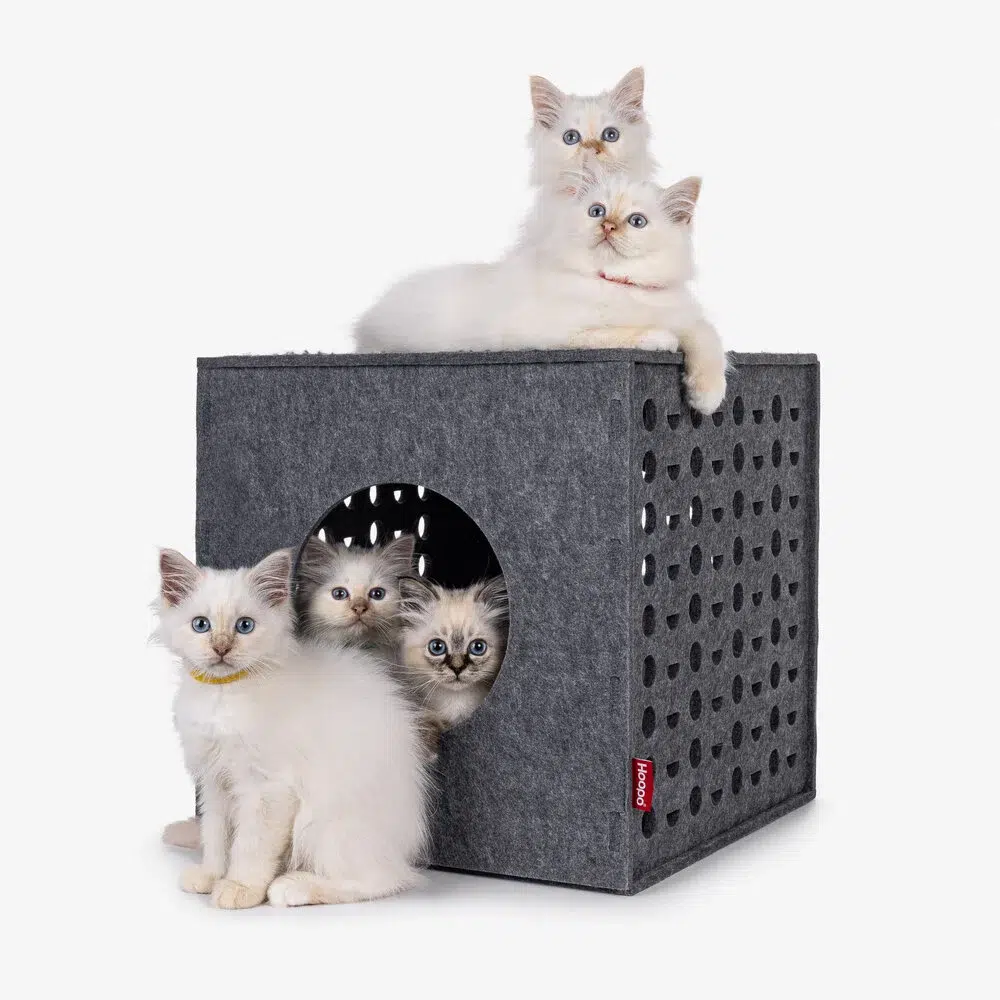 Cube de jeu en feutre pour chat - HOOPO