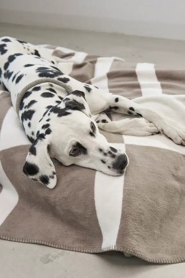 COUVERTURE CHIEN DESIGN BLOCCO MIACARA