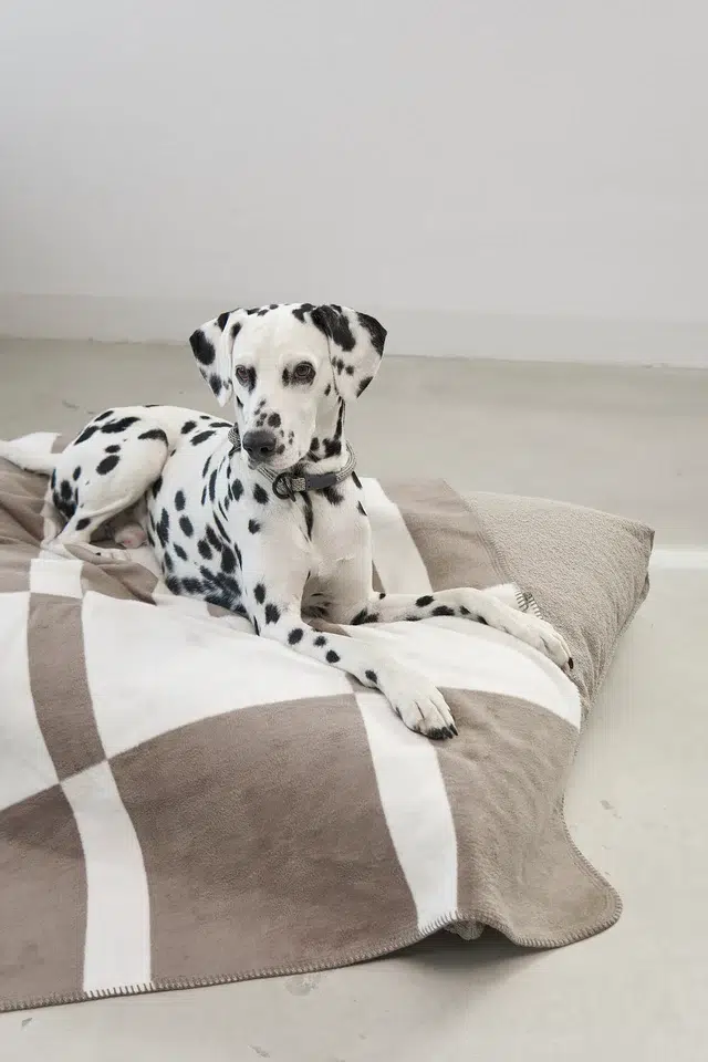 COUVERTURE CHIEN DESIGN BLOCCO MIACARA