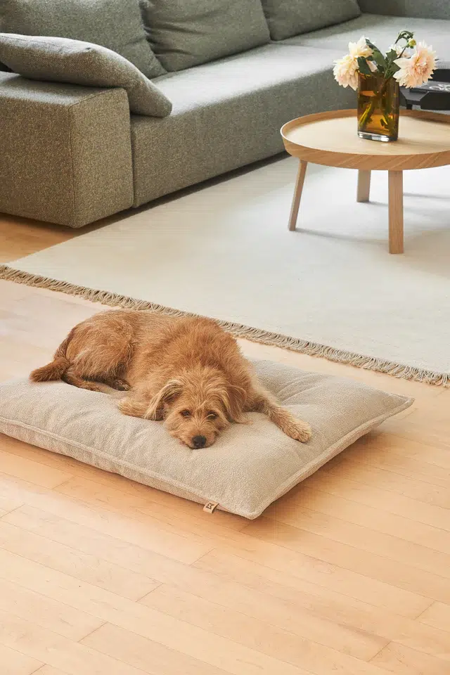 CAMPO DESIGN ORTHOPEDIQUE COUSSIN MIACARA CHIEN