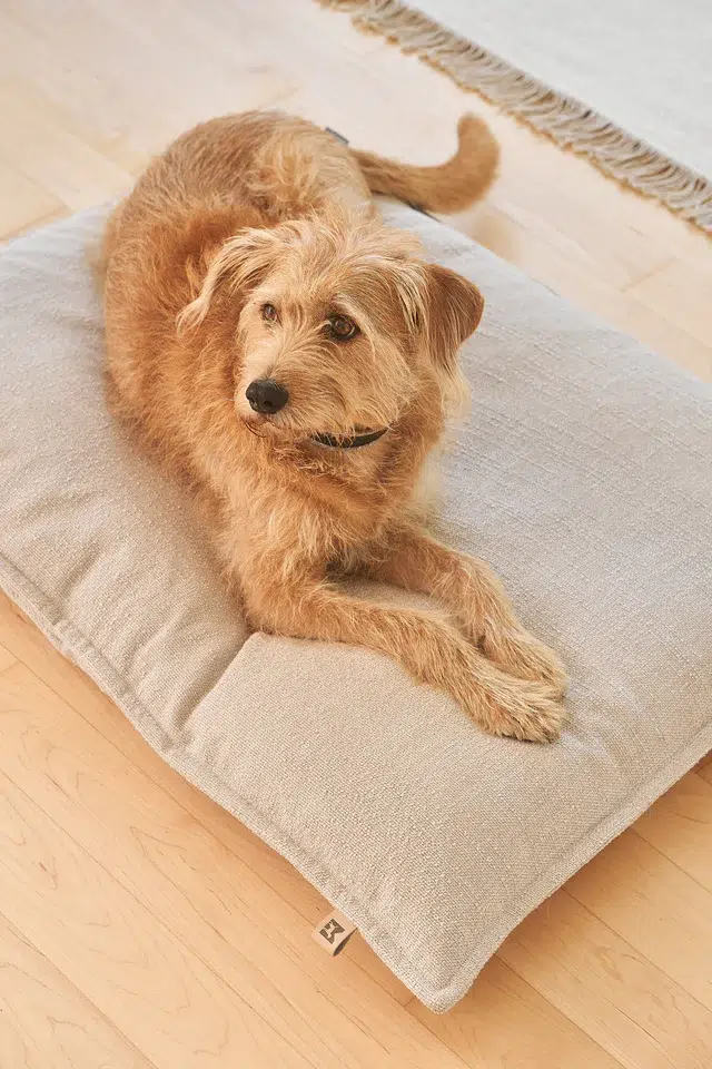 CAMPO DESIGN ORTHOPEDIQUE COUSSIN MIACARA CHIEN