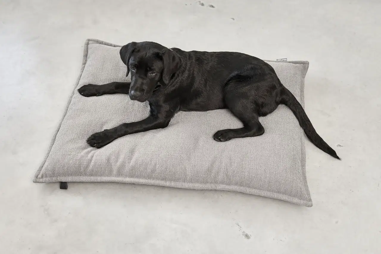 CAMPO DESIGN ORTHOPEDIQUE COUSSIN MIACARA CHIEN