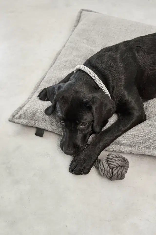 CAMPO DESIGN ORTHOPEDIQUE COUSSIN MIACARA CHIEN