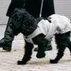 Manteau bouclé pour chien - EMILIA