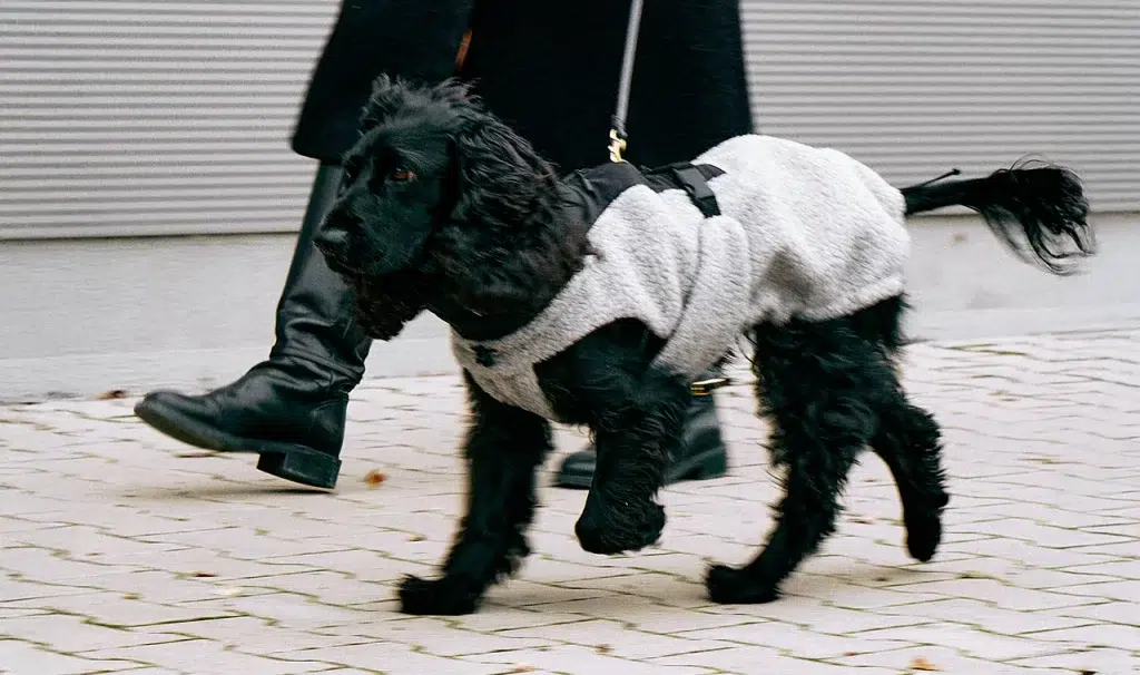 Manteau bouclé pour chien - EMILIA