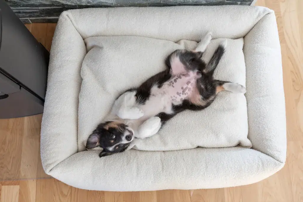 Panier pour chien design bouclé - HARMONY Panier pour chien design bouclé - HARMONY