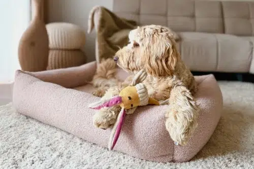Panier pour chien design bouclé - HARMONY