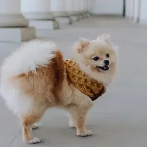 Echarpe tressée pour chien – JOY