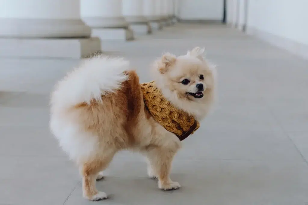 Echarpe tressée pour chien - JOY Echarpe tressée pour chien - JOY