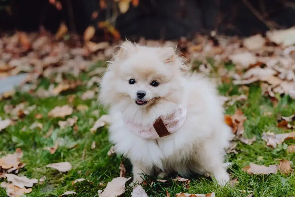 Echarpe tressée pour chien - JOY Echarpe tressée pour chien - JOY