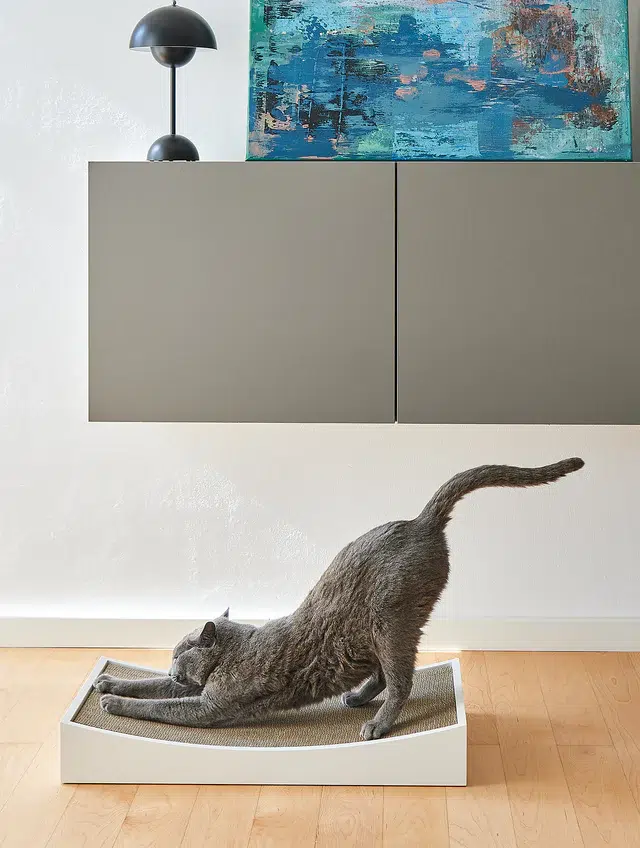 GRATTA GRIFFOIR DESIGN POUR CHAT MIACARA