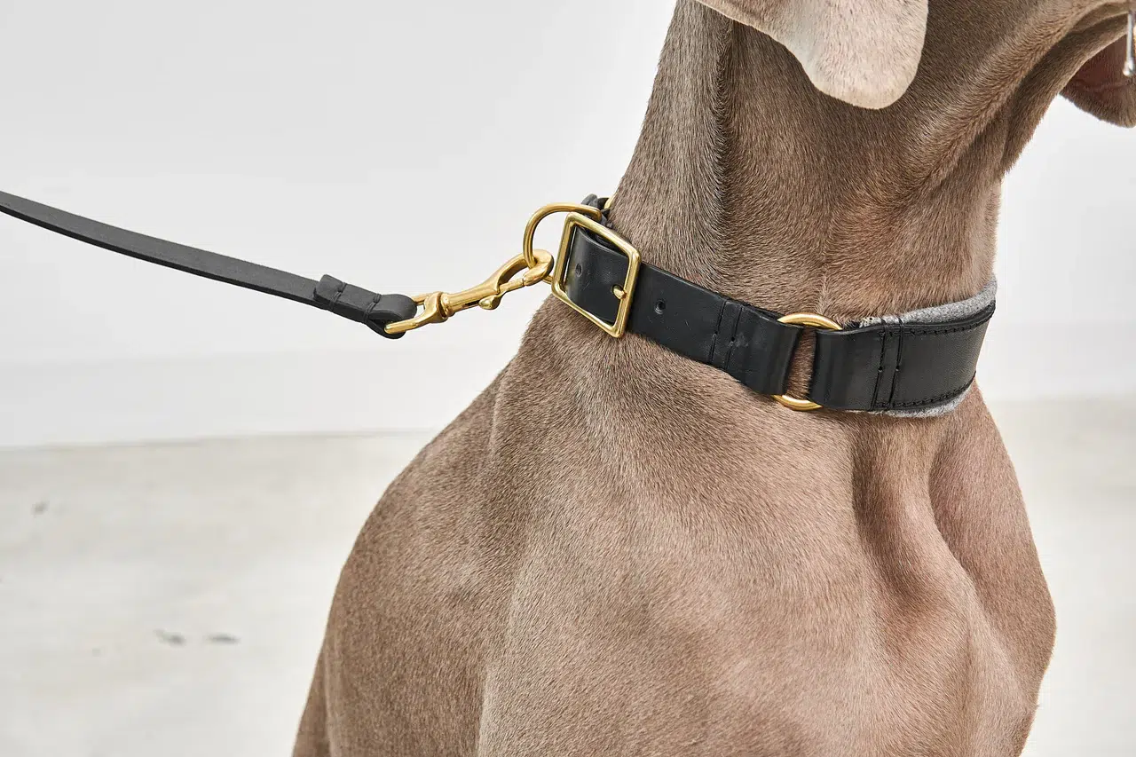 Collier pour chien avec laisse en cuir - FANO PALERMO NAPOLI MIACARA