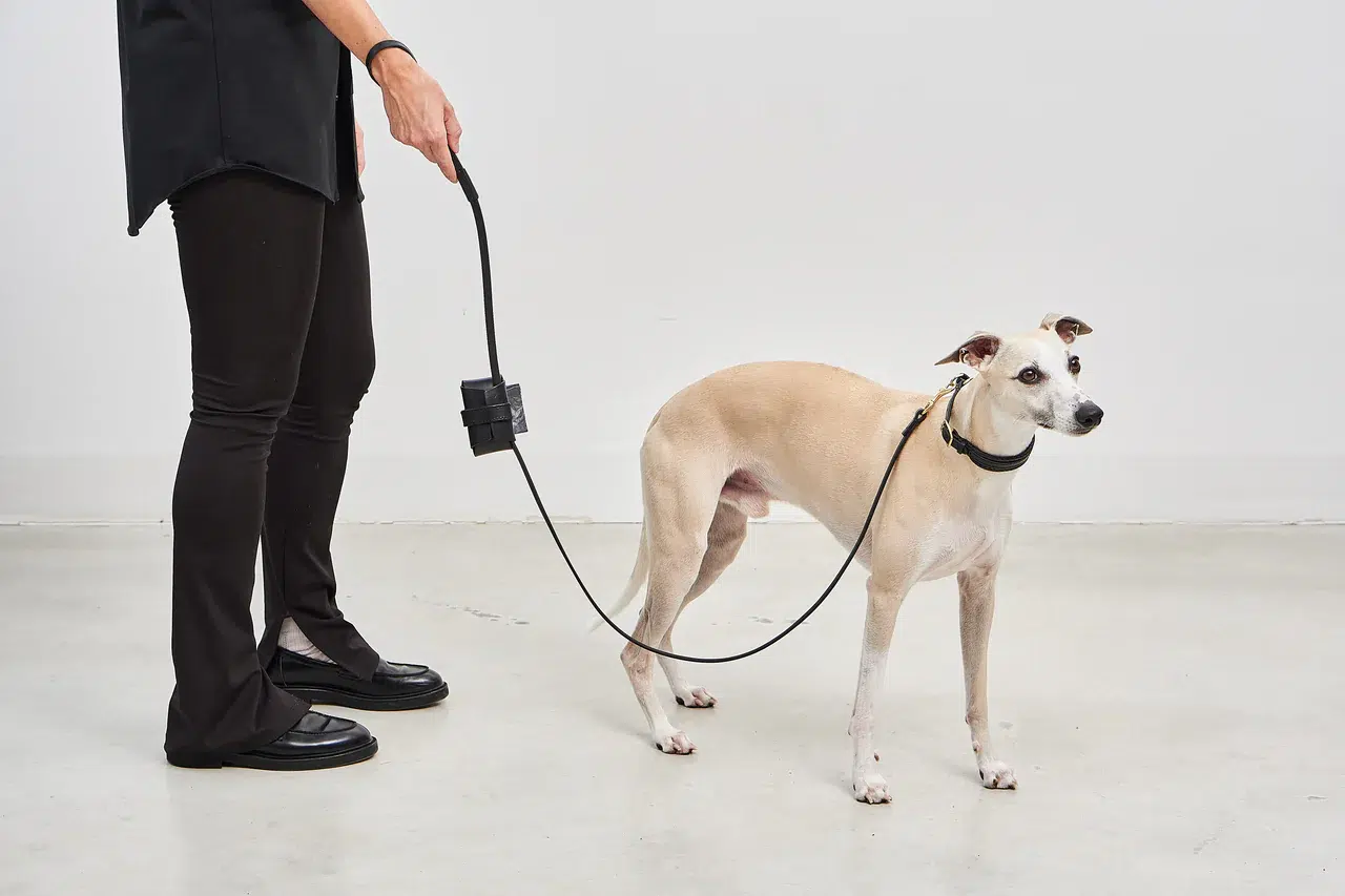 Collier pour chien avec laisse en cuir - FANO PALERMO NAPOLI MIACARA