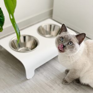 Gamelle pour chien et chat – RICO