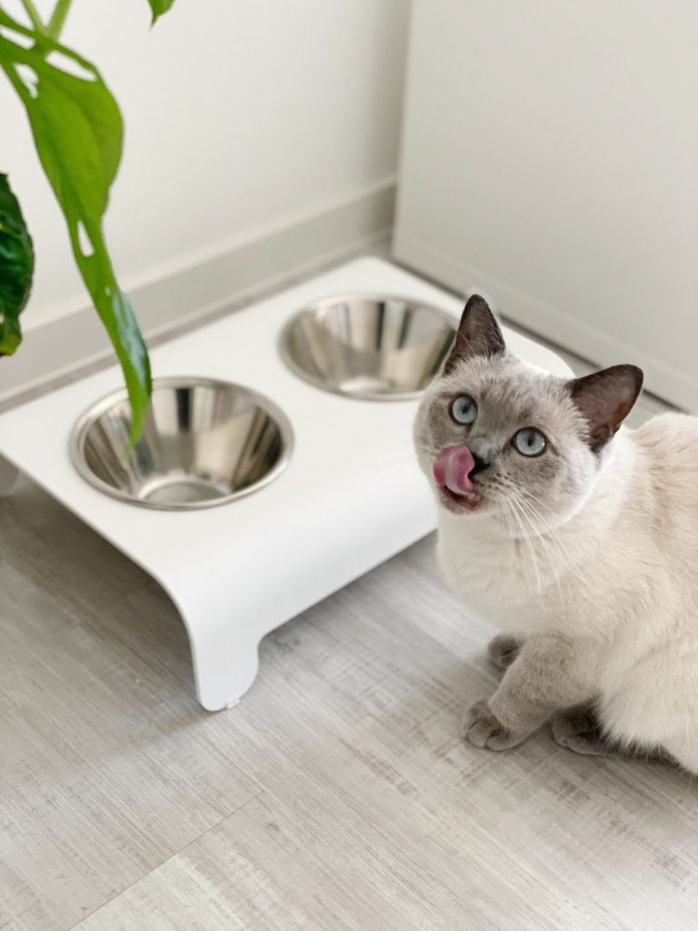 Gamelle pour chien et chat - RICO LABBVENN