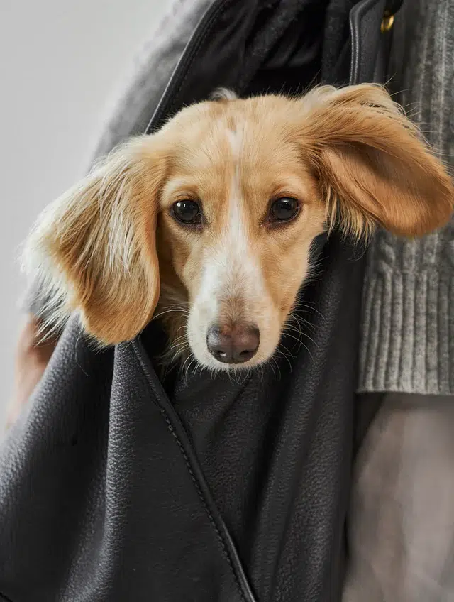 Sac à main en cuir pour chien - BORSA