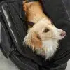 Sac à main en cuir pour chien - BORSA