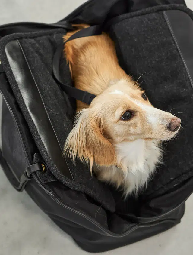 Sac à main en cuir pour chien - BORSA