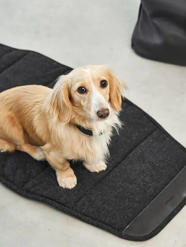 Sac à main en cuir pour chien - BORSA