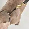 Collier pour chien avec laisse en cuir - FANO PALERMO NAPOLI MIACARA