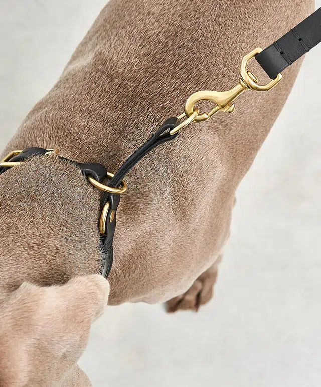 Collier pour chien avec laisse en cuir - FANO PALERMO NAPOLI MIACARA