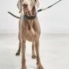 Collier pour chien avec laisse en cuir - FANO PALERMO NAPOLI MIACARA