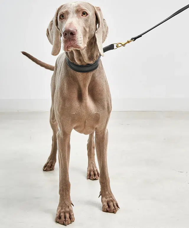 Collier pour chien avec laisse en cuir - FANO PALERMO NAPOLI MIACARA